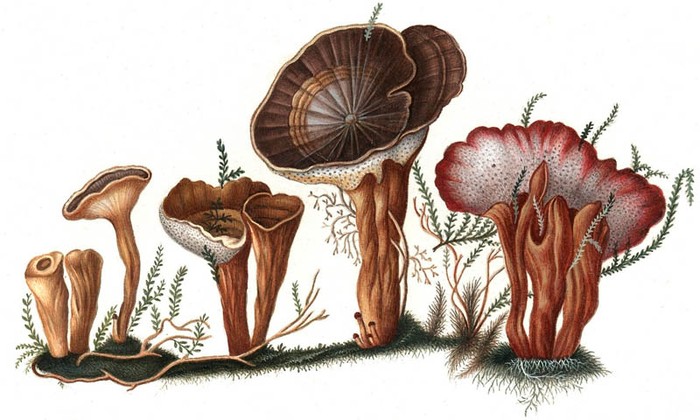 Đặc điểm, hình dạng của các loài nấm đã được các nhà nghiên cứu ghi trong các cuốn sách sinh vật cổ